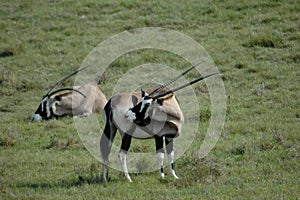 Gemsbok on grassland
