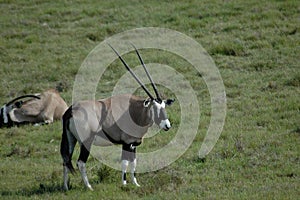 Gemsbok on grassland