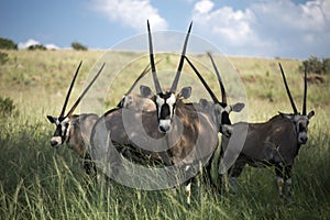 Gemsbok in the graze lands photo