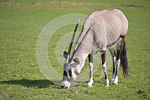 Gemsbok grazing