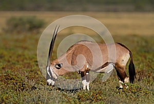 Gemsbok grazing on shrubs