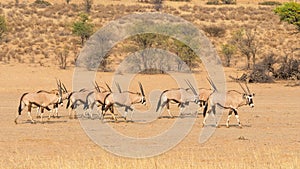 Gemsbok Herd