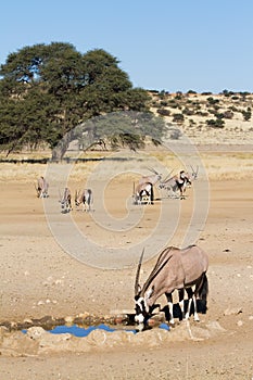 Gemsbok herd