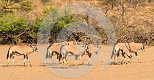 A Gemsbok Herd in the Kalahari Desert