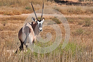 Gemsbok kalahari