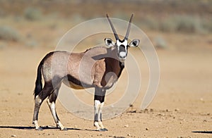 Gemsbok in the Kalahari desert