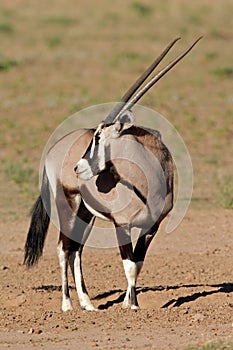 Gemsbok, Kalahari desert, South Africa photo