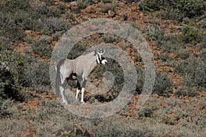 Gemsbok in Karoo National Park