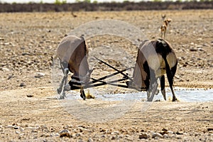 Gemsbok locking horns in a fight