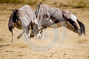 Gemsbok males fighting over a female