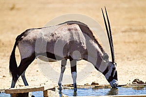 Gemsbok males fighting over a female at a waterhole in the Kgalagadi