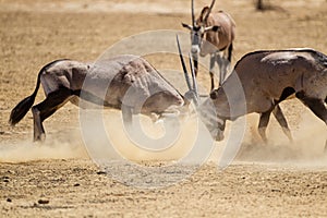 Gemsbok males fighting over a female at a waterhole in the Kgalagadi