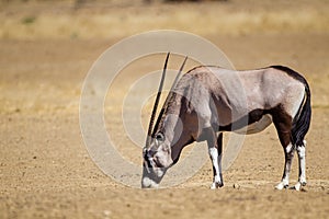 Gemsbok males fighting over a female at a waterhole in the Kgalagadi