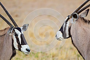 Gemsbok males sparring in preparation for the mating season in the Kalahari desert