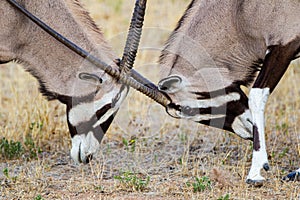 Gemsbok males sparring in preparation for the mating season in the Kalahari desert