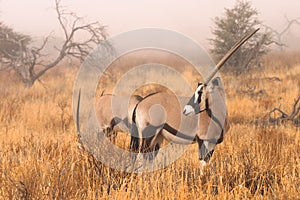 Gemsbok in mist