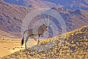 Gemsbok in the Namib desert
