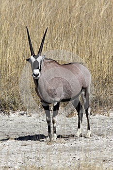 A Gemsbok in Namibia