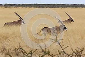 Gemsbok - Namibia - Africa