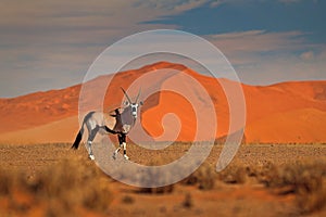 Gemsbok with orange sand dune evening sunset. Gemsbuck, Oryx gazella, large antelope in nature habitat, Sossusvlei, Namibia. Wild photo