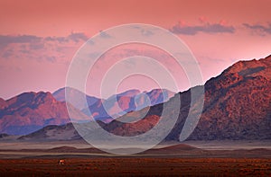 Gemsbok with orange sand dune evening sunset. Gemsbuck, Oryx gazella, large antelope in nature habitat, Sossusvlei, Namibia. Wild