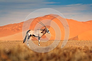 Gemsbok with orange sand dune evening sunset. Gemsbuck, Oryx gazella, large antelope in nature habitat, Sossusvlei, Namibia. Wild