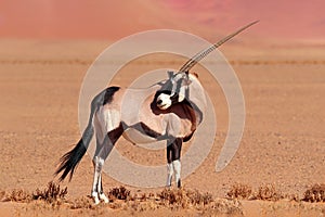 Gemsbok with orange sand dune evening sunset. Gemsbuck, Oryx gazella, large antelope in nature habitat, Sossusvlei, Namibia. Wild photo