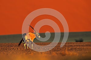 Gemsbok with orange sand dune evening sunset. Gemsbuck, Oryx gazella, large antelope in nature habitat, Sossusvlei, Namibia. Wild
