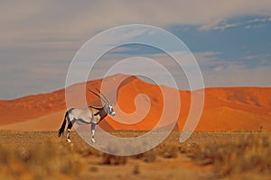 Gemsbok with orange sand dune evening sunset. Gemsbuck, Oryx gazella, large antelope in nature habitat, Sossusvlei, Namibia. Wild