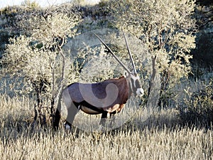 Gemsbok, Orix Gazella photo