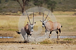 Gemsbok (Ory gazella) absconding after fight