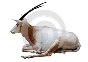 Gemsbok oryx photo