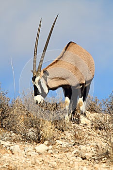 Gemsbok Oryx