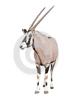 Gemsbok or oryx