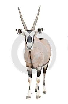 Gemsbok or oryx