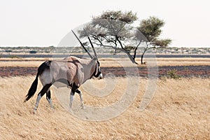 Gemsbok (Oryx)