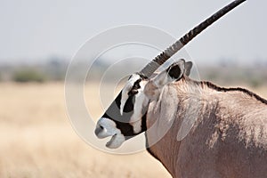 Gemsbok (Oryx)