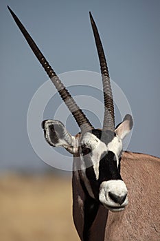 Gemsbok oryx antelope close-up photo