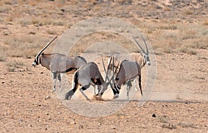 Gemsbok (Oryx) Antelope fight