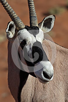 Gemsbok oryx close-up