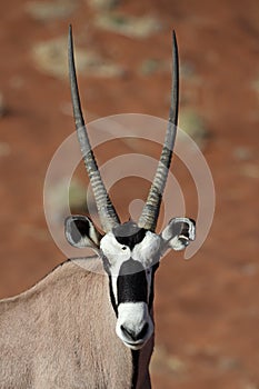 Gemsbok oryx close-up