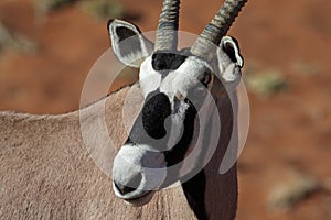 Gemsbok oryx close-up