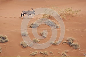 Gemsbok / Oryx crossing sand dune.
