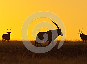 Gemsbok (Oryx) - Damaraland - Namibia