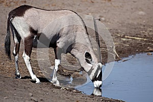 Gemsbok oryx drinking