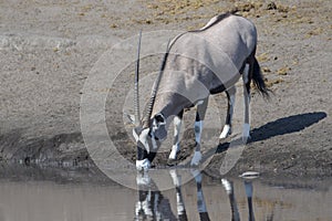 Gemsbok or Oryx drinking at a waterhole