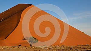 Gemsbok Oryx at Dune 45, Sossusvlei, Namibia