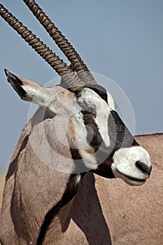 Gemsbok oryx, Etosha, Namibia photo