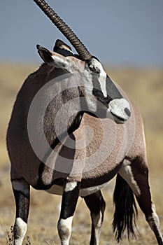 Gemsbok oryx, Etosha NP, Namibia