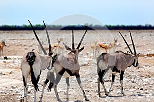 Gemsbok Oryx in Etosha with springbok